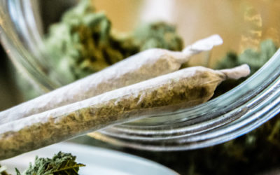 Top 5 Hybrid Marijuana Strains in 2022
