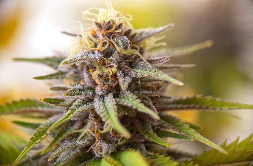 What Is a Hybrid Strain?